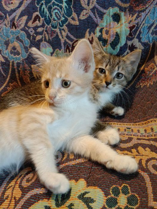 Отдам котят в хорошие руки