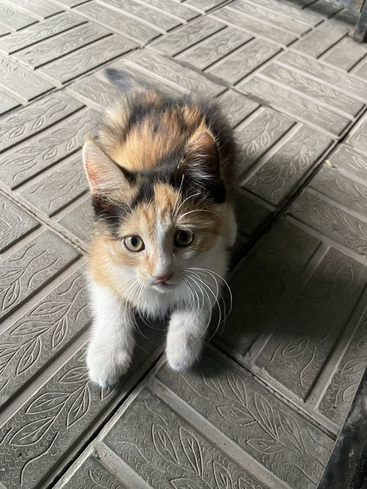 Котята! В хорошие руки