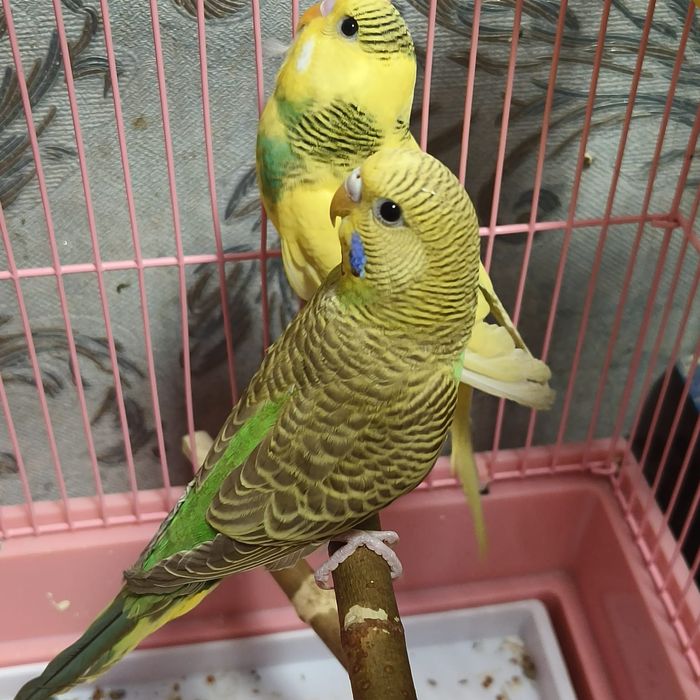 Продам волнистых попугаев