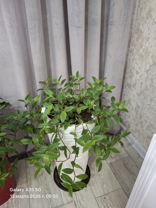 Продам комнатные цветы