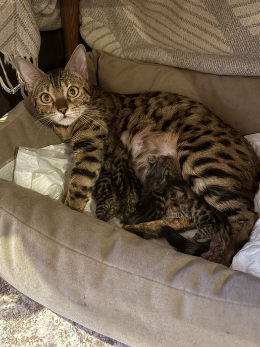 Котята бенгалы, доступны к брони !