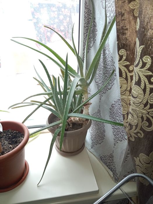 Продам алоя лечебные