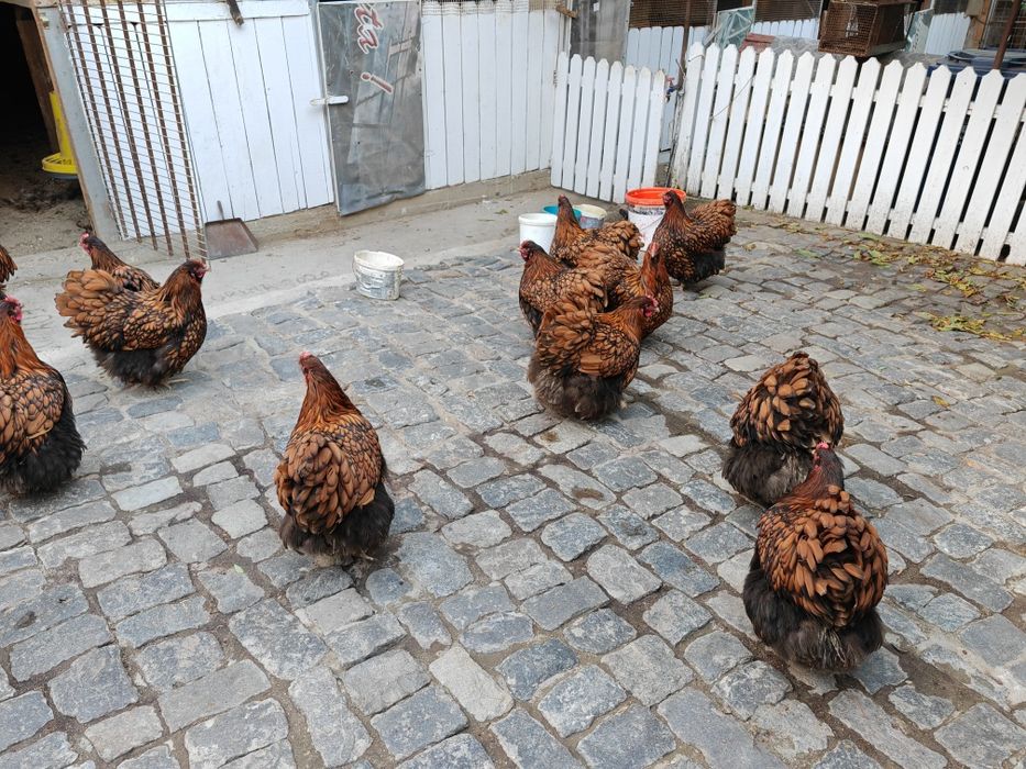 Vînd găini orpington auriu