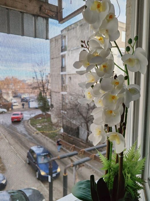 Persoana fizica, camera Mihail Sturdza