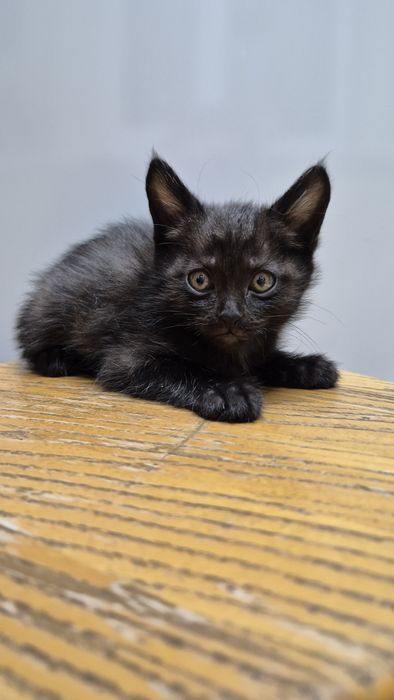 отдам котят в хорошие руки 
котятам 2 месяца 
приручины к лотку 
корм