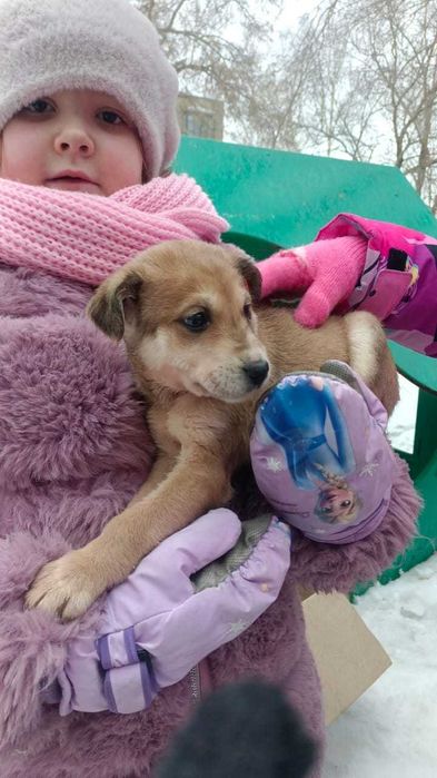 Отдам щенков в добрые руки