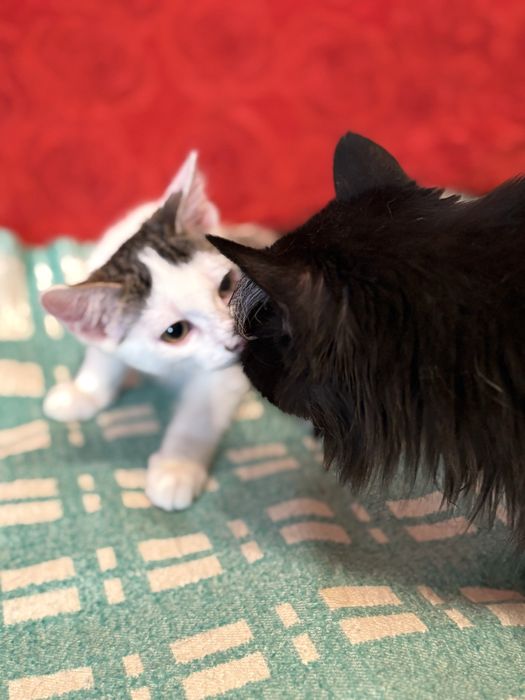 Котенок мальчик ищет дом