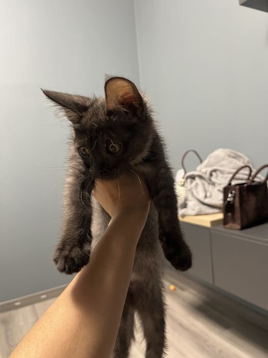 Отдадим котенка, 2 месяца