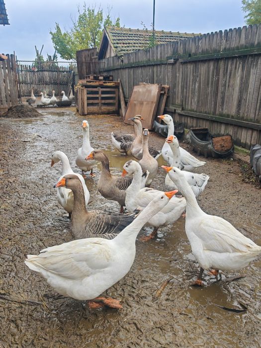 Gaste Leșești și găste albe Kolos