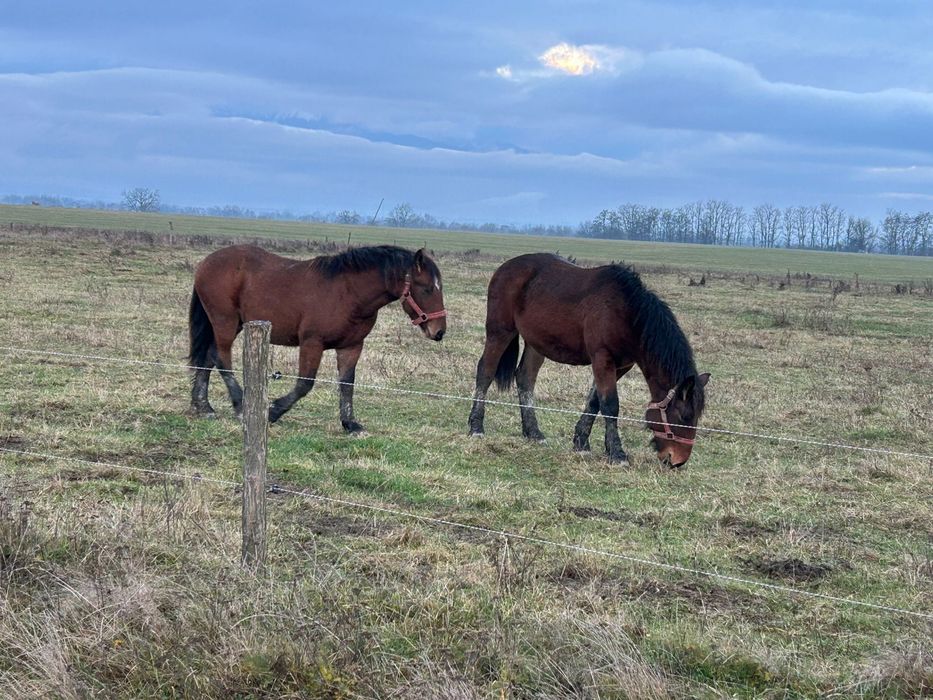 LA SCHIMB doi cârlani de un an!