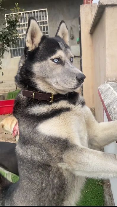 Sibirsky Haskiy sotladi 
Erkak
1 yosh
Soglom
Bit mit kana burga 
kasal