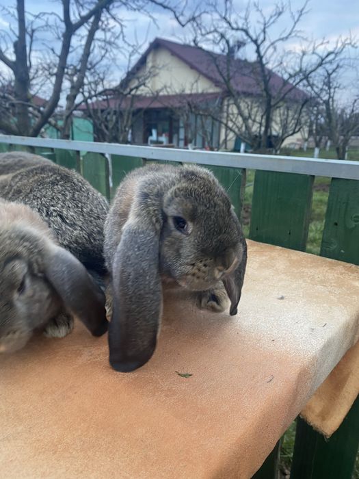 Vand iepuri berbec german