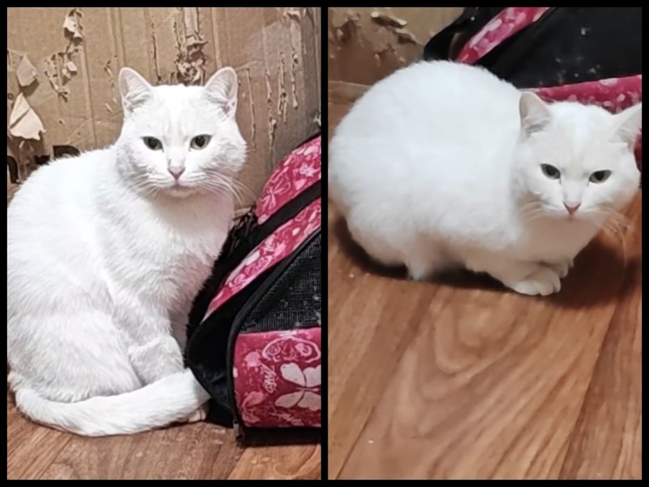 Отдам в добрые, ответственные руки кошечку