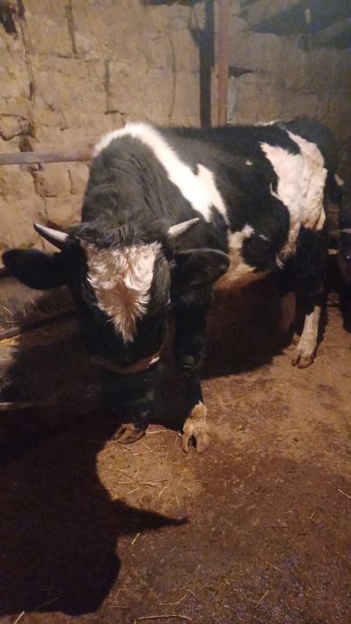 1жасар бычок сатылады