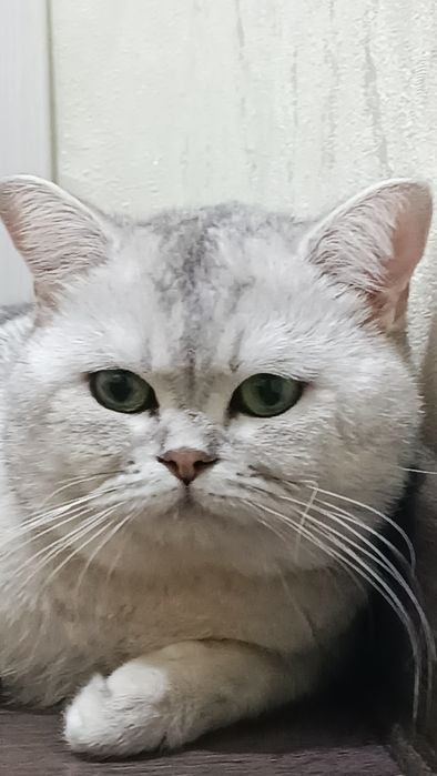 Vyazkaga mushuk Sergelida britanskiy shinshilla N11