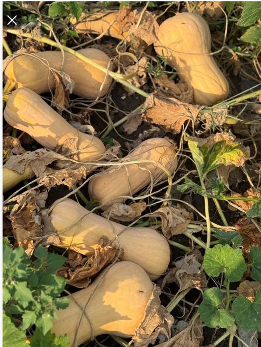 Vând dovleci placintar