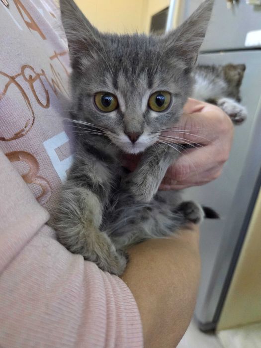 Котята маленьки красивые