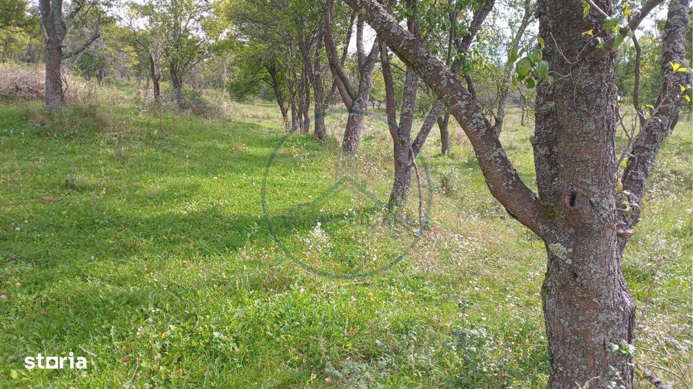 Teren extravilan 10.000 mp – Livada de pruni, Dorolea (15 km de Bist