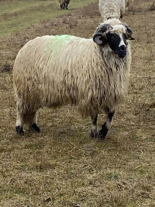 Vand Berbec breaz stramior