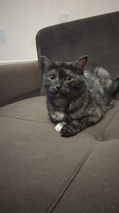 Отдам стерилизованную кошечку
