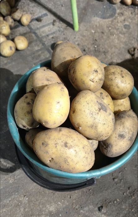 Продам картофель