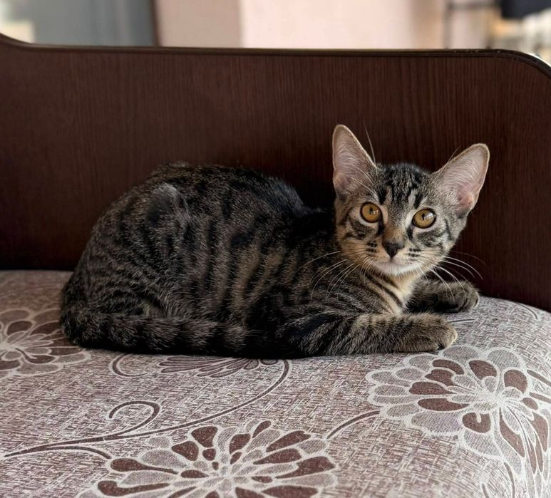 Motanei tigrati pentru adoptie responsabila