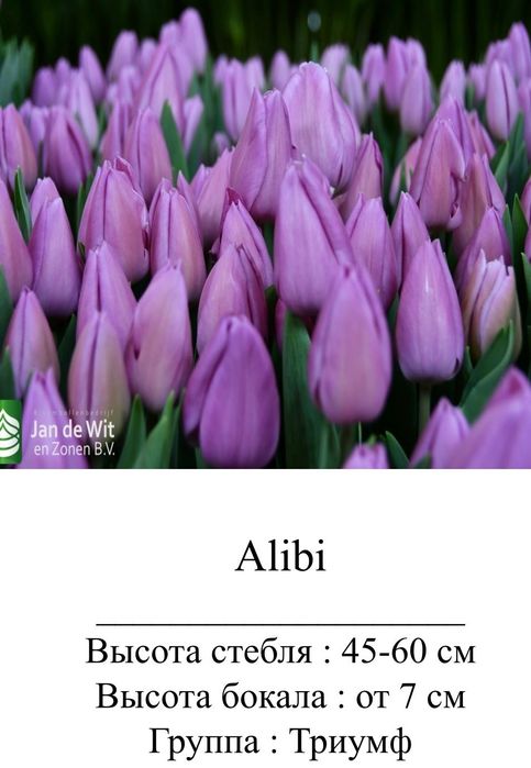 Цветы, тюльпаны оптом и в розницу