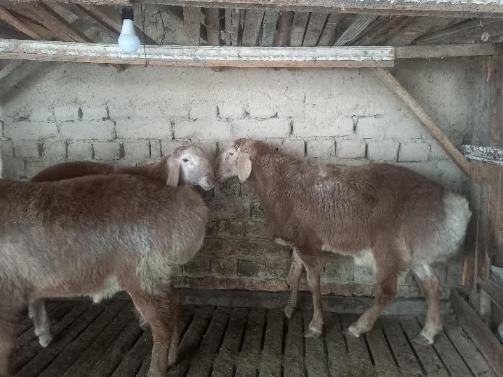 Кой  энр зорлари