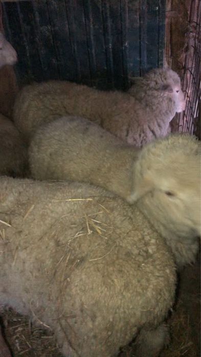 Продам баран матки