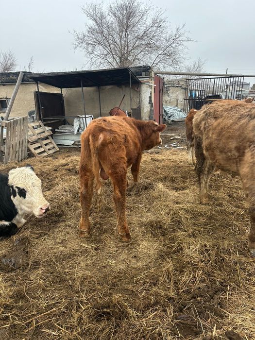 Продам быка, цена 500 000 тенге.