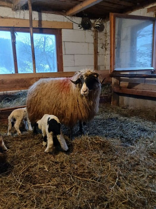 Vând oaie cu 2 miei