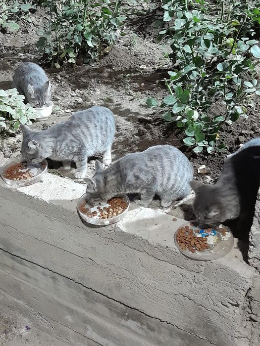 Котята бесплатно