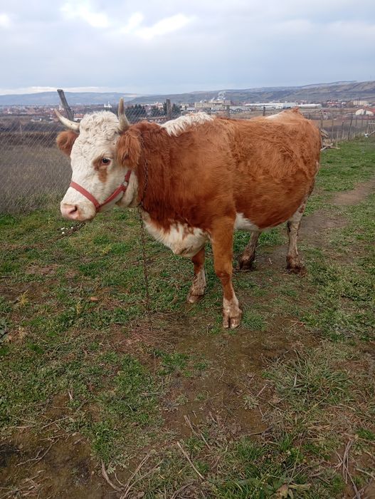 Vacă  de 4 ani. .