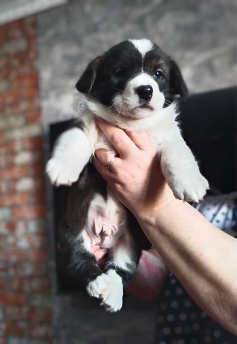 Щенки вельш корги кардиган