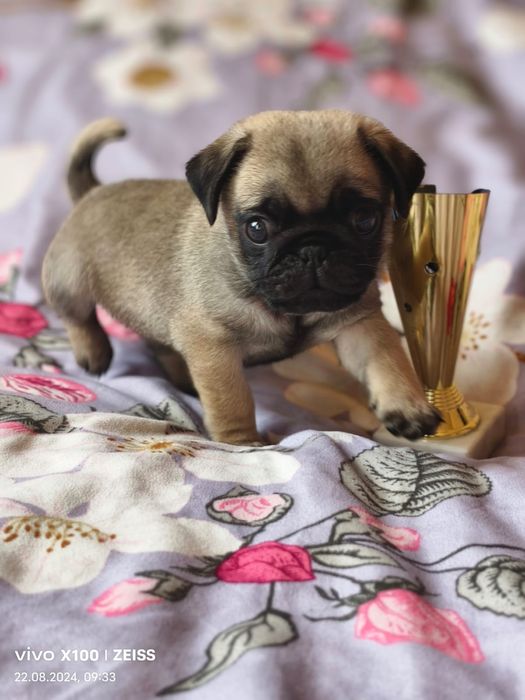 Продам щенка Мопса.