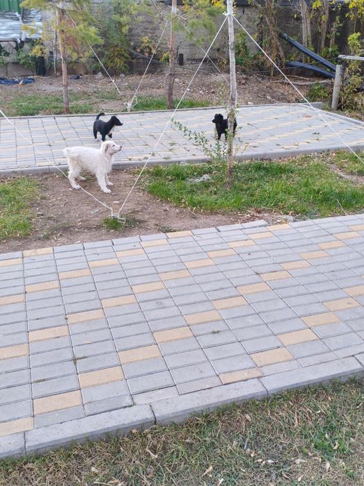 Щенки в добрые руки