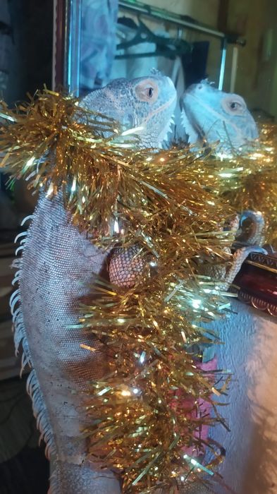 Продам красную Игуану.