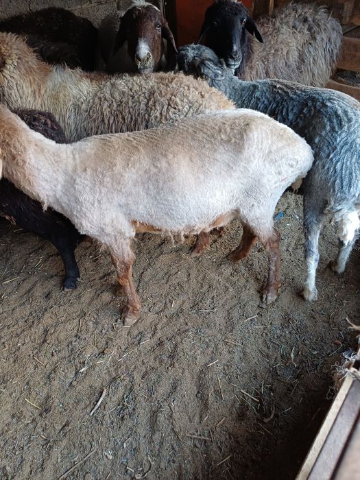 Сойыска койлар бар