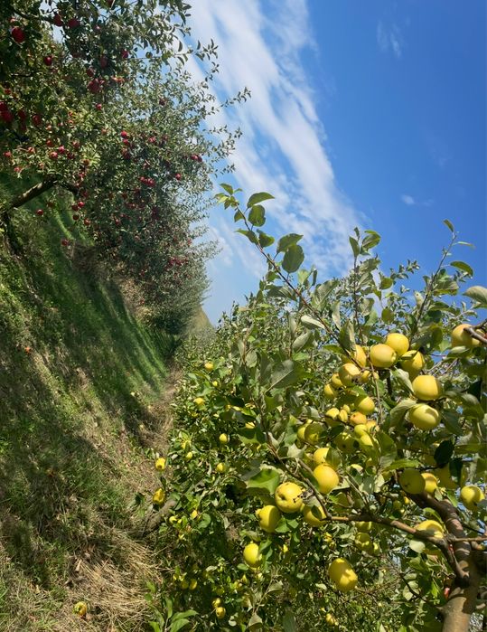 Vând mere pentru consum