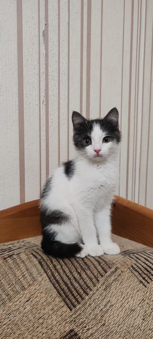 Кошечка 3  месяца