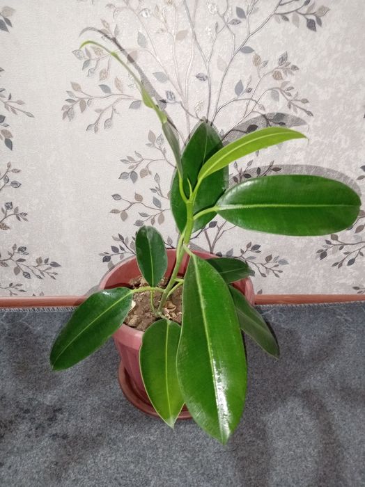 Fikus gullari uy va ishxona uchun