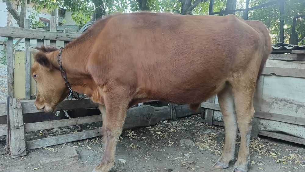 Өгіз сатылады. Бағасы 400мың