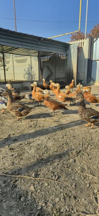 Утки Огарь молодые