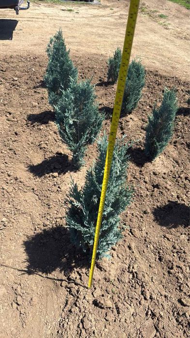 Фотиния,спирали и туй!