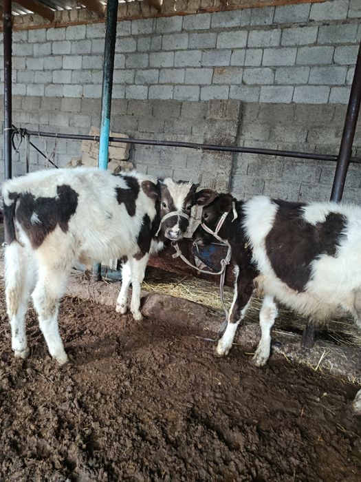 Бузаулар сатылады