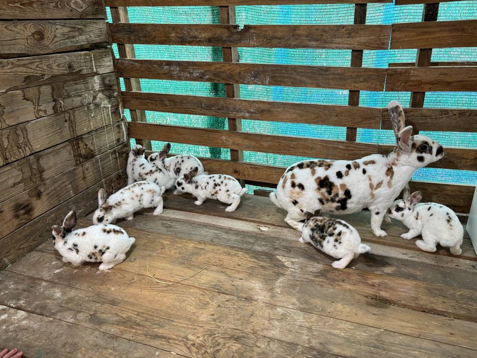 Rex tricolor si dalmatian