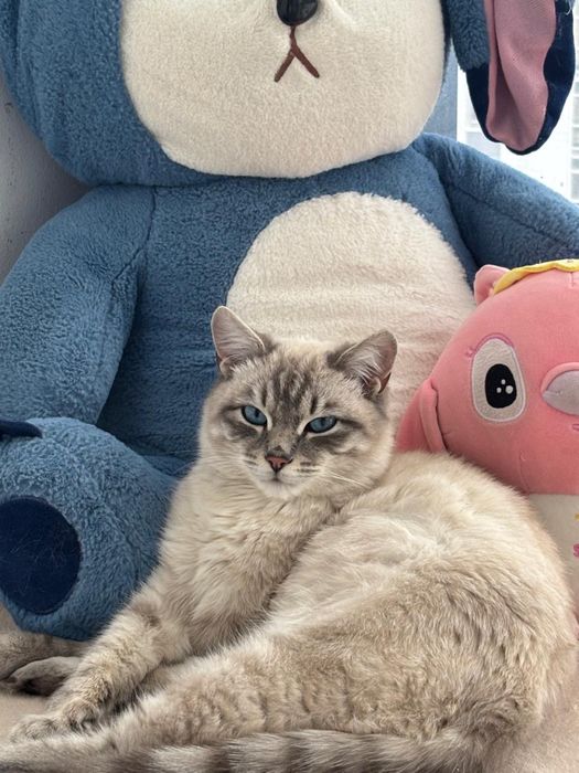 Кот сиямский,ласковый