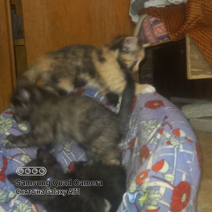 Котята домашние в добрые руки.