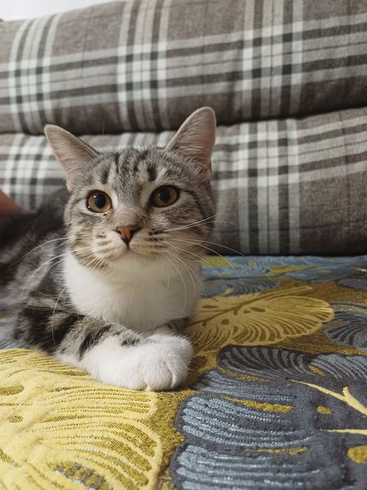 Котёнок девочка в добрые руки