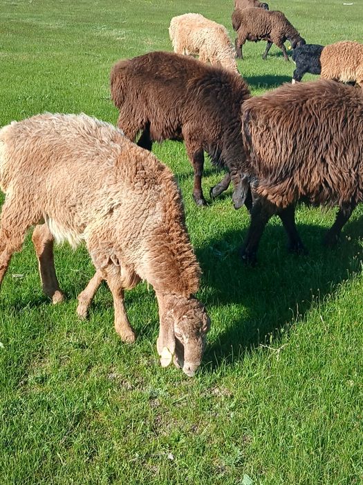 Арашан тоқты қошқарлар сатылады